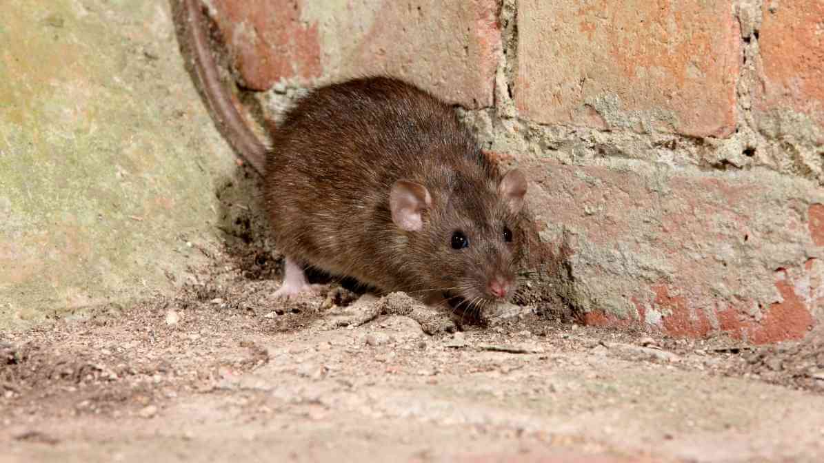 5 Steps for Rodent Control in Restaurant - Rats and Mice - Innovative Pest Pte Ltd 5 Steps for Rodent Control in Restaurant - Rats and Mice