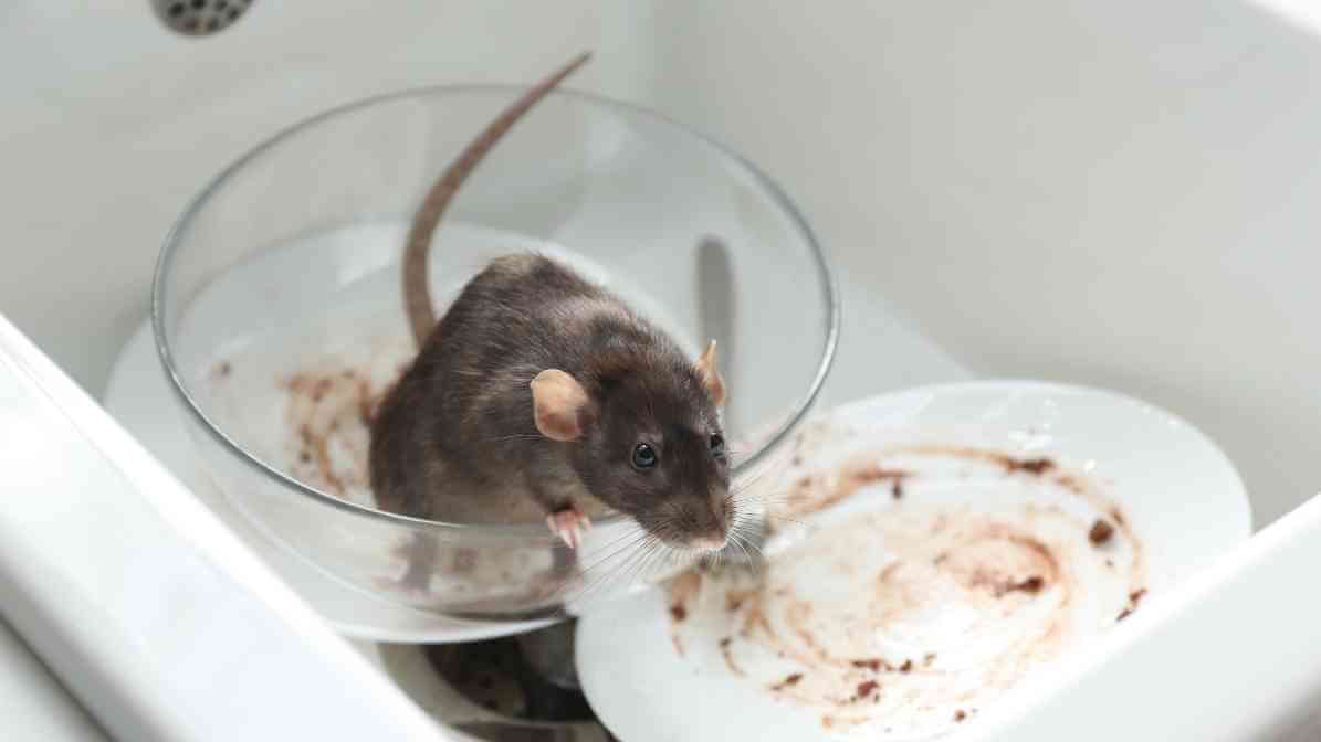 5 Steps for Rodent Control in Restaurant - Routine Cleaning - Innovative Pest Pte Ltd 5 Steps for Rodent Control in Restaurant - Routine Cleaning