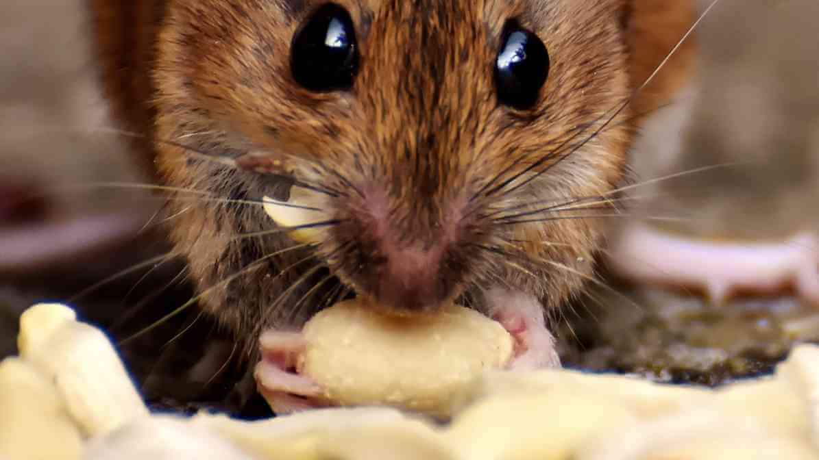 6 Ways to Get Rid of Rats Infestation in Restaurant - Seal Bins - Innovative Pest Pte Ltd
