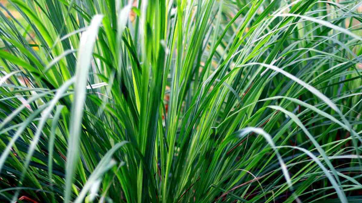 8 Best Mosquito Repellent Ingredients and Mosquito Plant - Lemon Grass - Innovative Pest Pte Ltd 8 Best Mosquito Repellent Ingredients and Mosquito Plant - Lemon Grass
