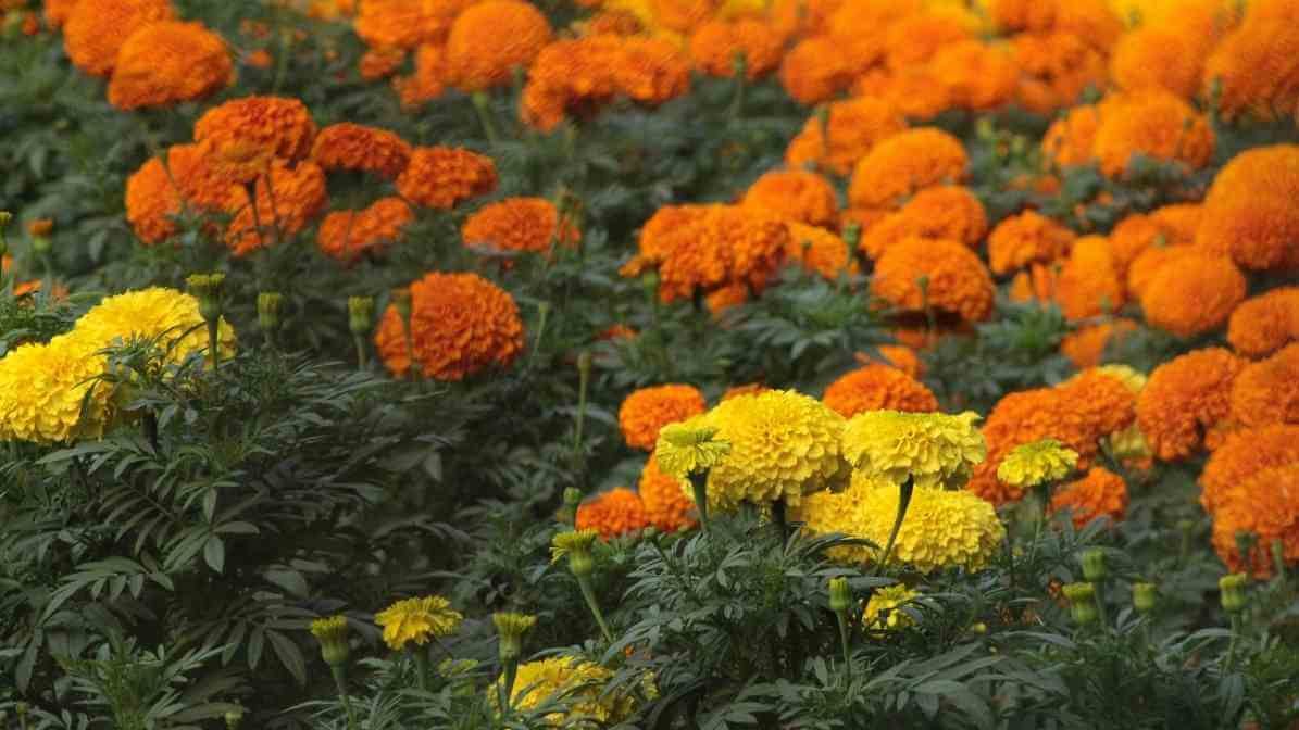 8 Best Mosquito Repellent Ingredients and Mosquito Plant - Marigolds - Innovative Pest Pte Ltd 8 Best Mosquito Repellent Ingredients and Mosquito Plant - Marigolds