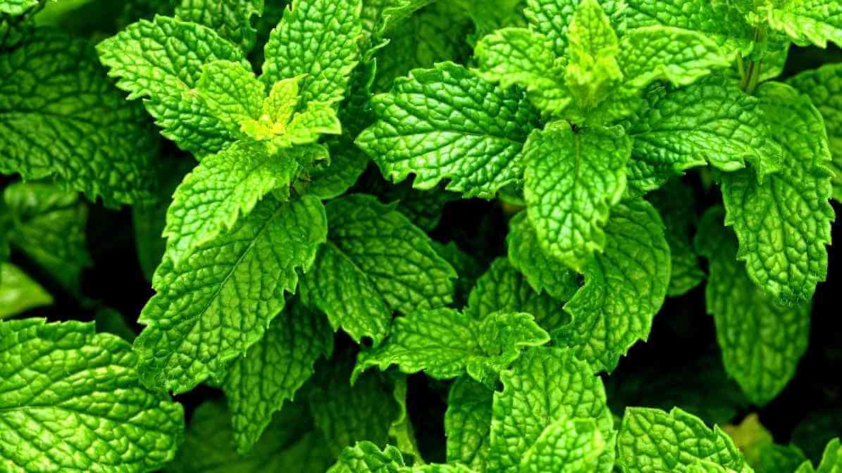 8 Best Mosquito Repellent Ingredients and Mosquito Plant - Peppermint - Innovative Pest Pte Ltd