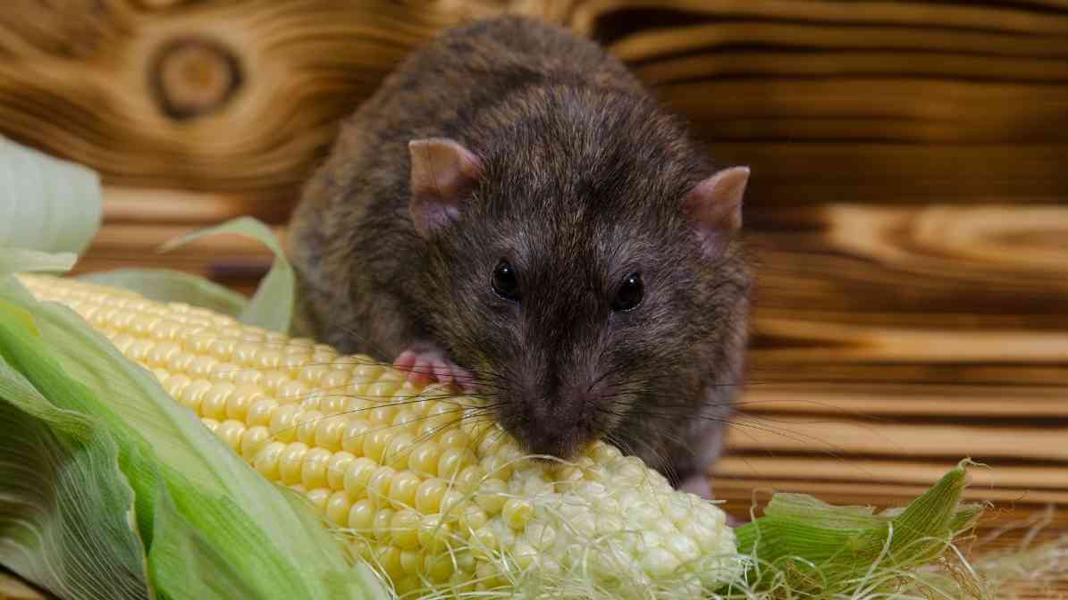 Commercial Rodent Control for Supermarkets Rodent Activity - Food Contamination