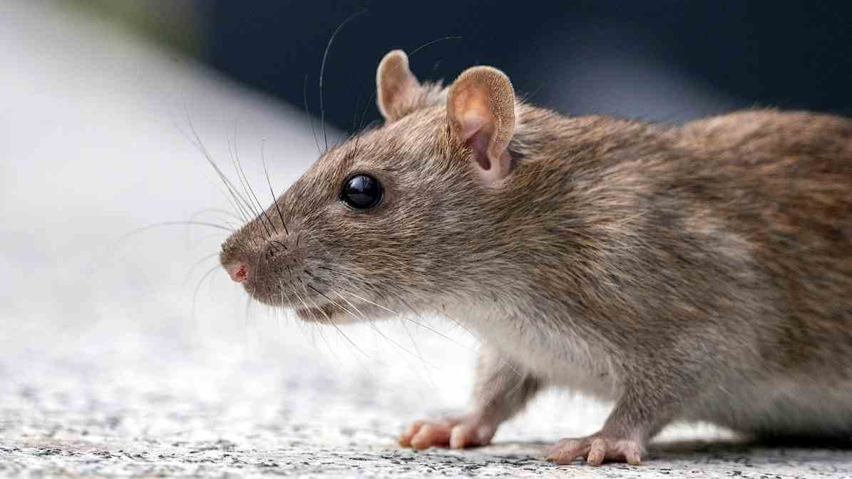 Commercial Rodent Control for Supermarkets Rodent Activity - Health Risk