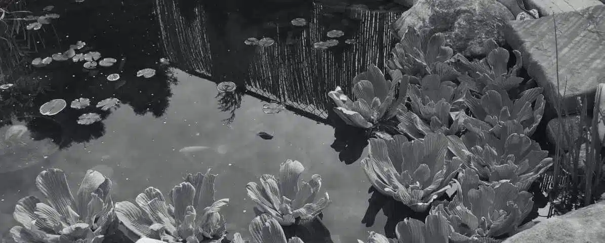 Crack the Mosquito Life Cycle With BTI Mosquito Treatment in Singapore