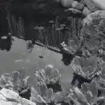 Crack the Mosquito Life Cycle With BTI Mosquito Treatment in Singapore - Innovative Pest Pte Ltd Crack the Mosquito Life Cycle With BTI Mosquito Treatment in Singapore