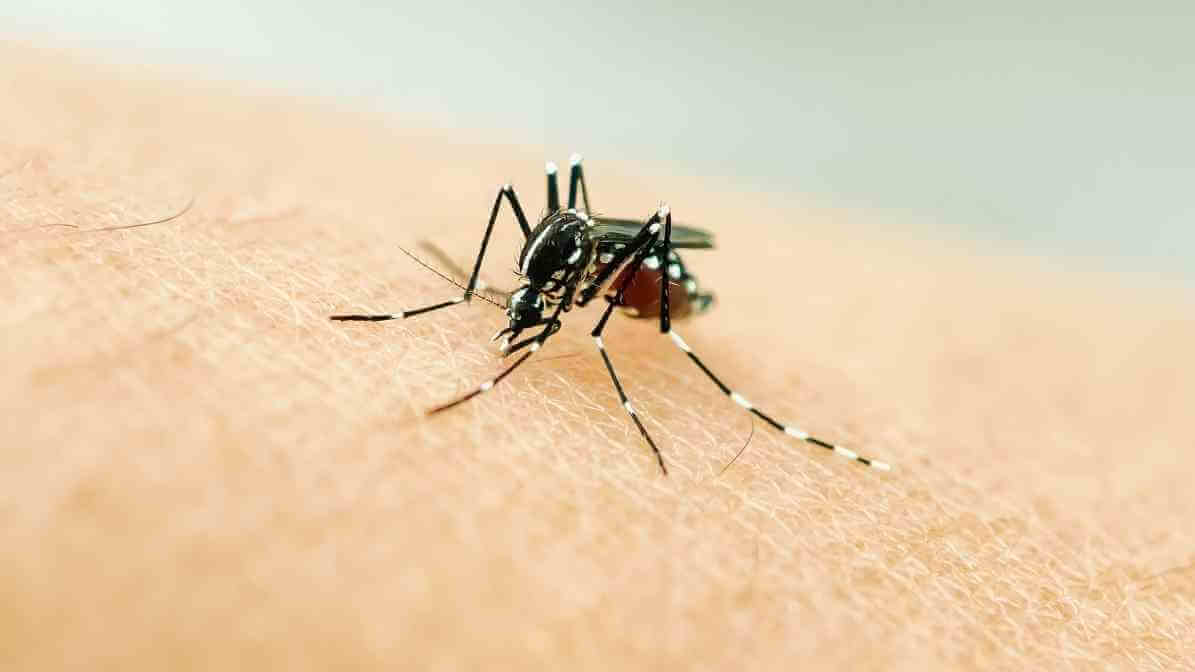 Crack the Mosquito Life Cycle with BTI Mosquito Treatment - Mosquito Adult