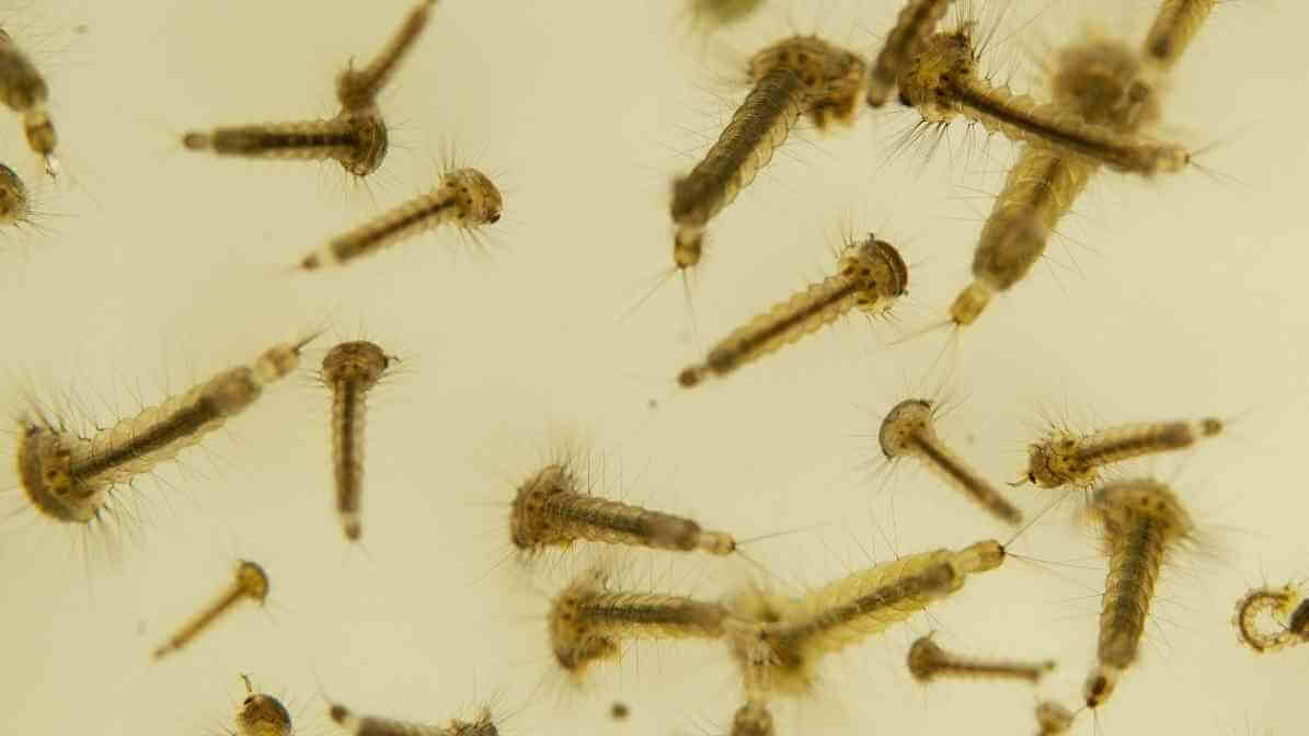 Crack the Mosquito Life Cycle​ with BTI Mosquito Treatment - Mosquito Larvae
