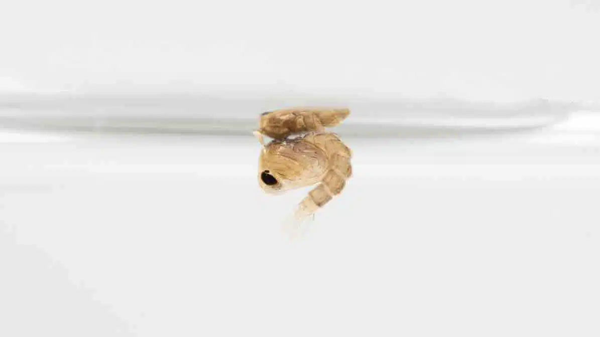 Crack the Mosquito Life Cycle​ with BTI Mosquito Treatment - Mosquito Pupa