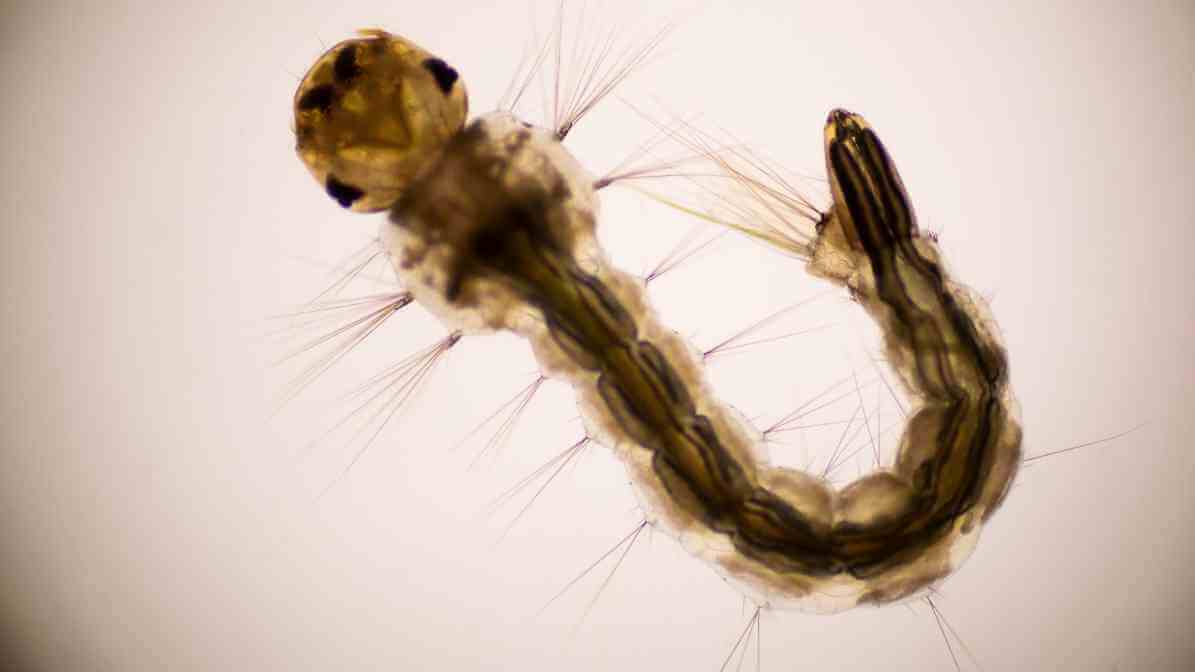 Crack the Mosquito Life Cycle with BTI Mosquito Treatment - Supression of Mosquito Larvae