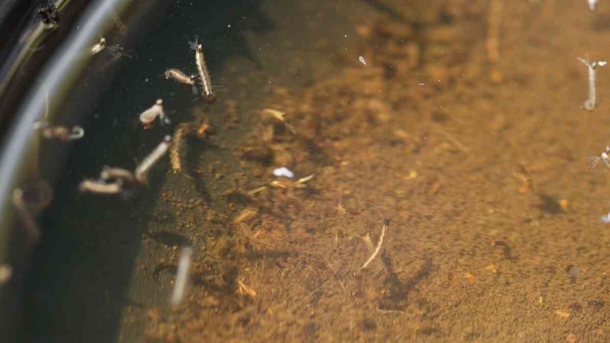 Crack the Mosquito Life Cycle with BTI Mosquito Treatment - Water Surface