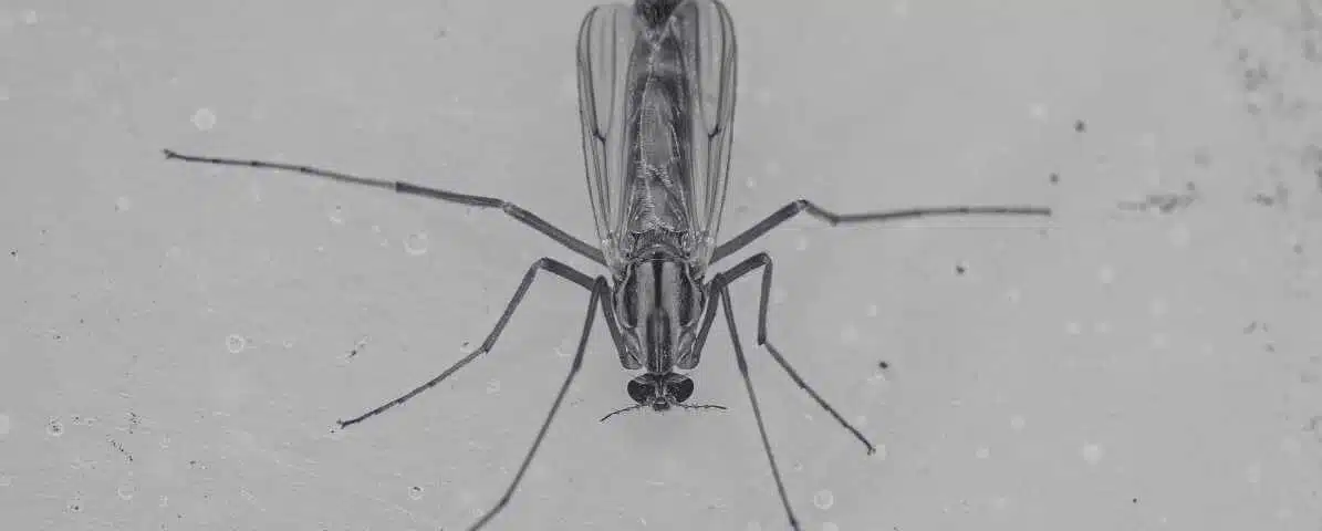 Difference Between Midges Mosquito for Effective Solutions