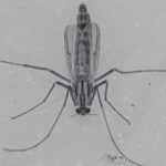 Difference Between Midges Mosquito for Effective Solutions