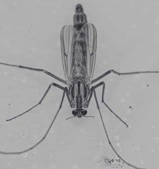 Difference Between Midges Mosquito for Effective Solutions