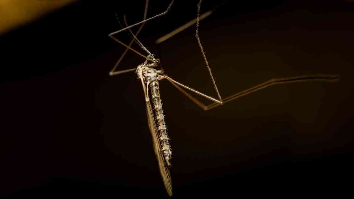 Difference Between Midges and Mosquito Effective Solutions - Behaviour