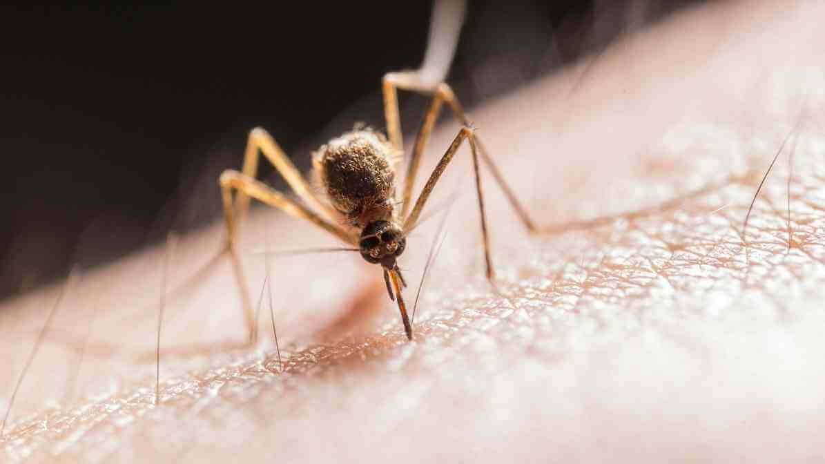 Difference Between Midges and Mosquito Effective Solutions - Midge Bites