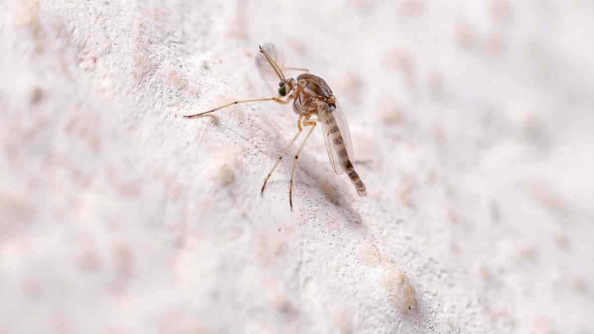 Difference Between Midges and Mosquito Effective Solutions - Breeding Site