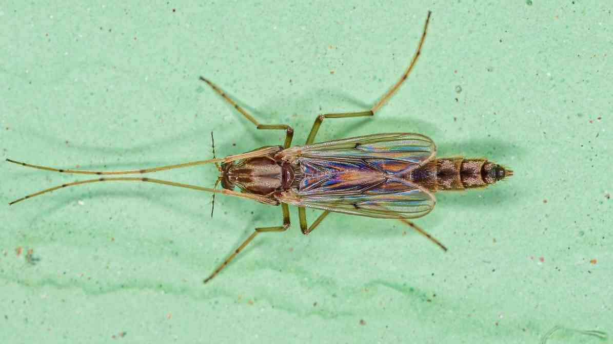 Difference Between Midges and Mosquito Effective Solutions - Disease Transmission