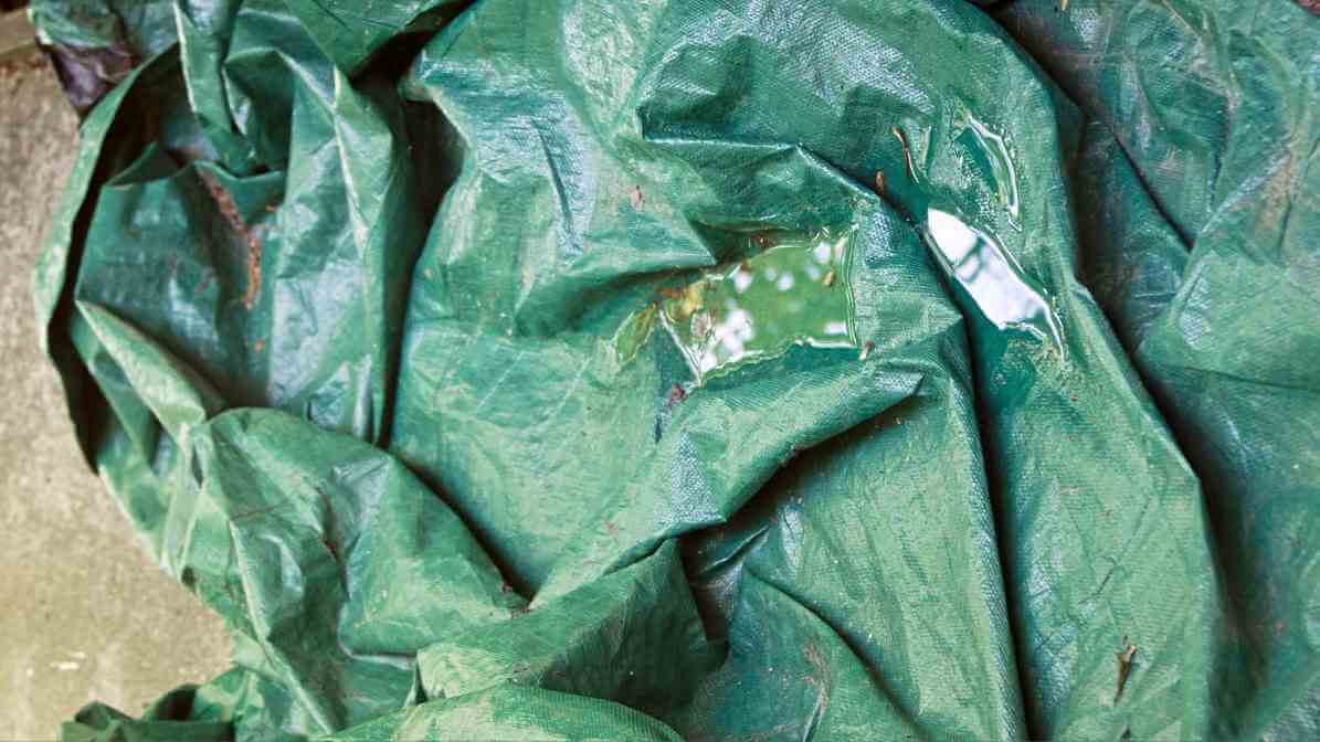 Difference Between Midges and Mosquito Effective Solutions - Eliminate Potential Breeding Sites