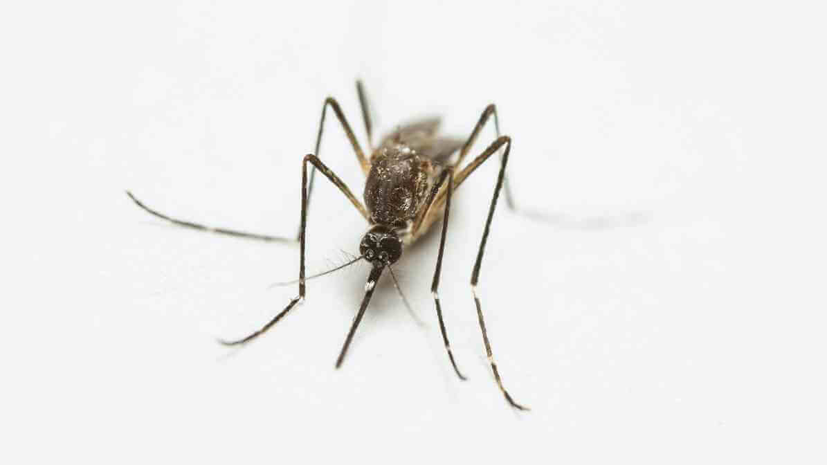 Difference Between Midges and Mosquito Effective Solutions - Identify Species