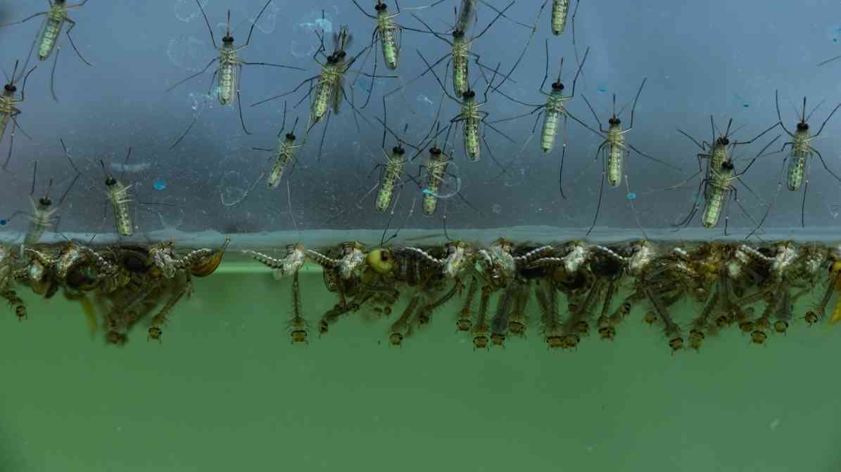 Difference Between Midges and Mosquito Effective Solutions - Monitoring