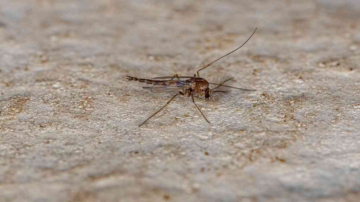 Difference Between Midges and Mosquito Effective Solutions - Natural and Chemical Control
