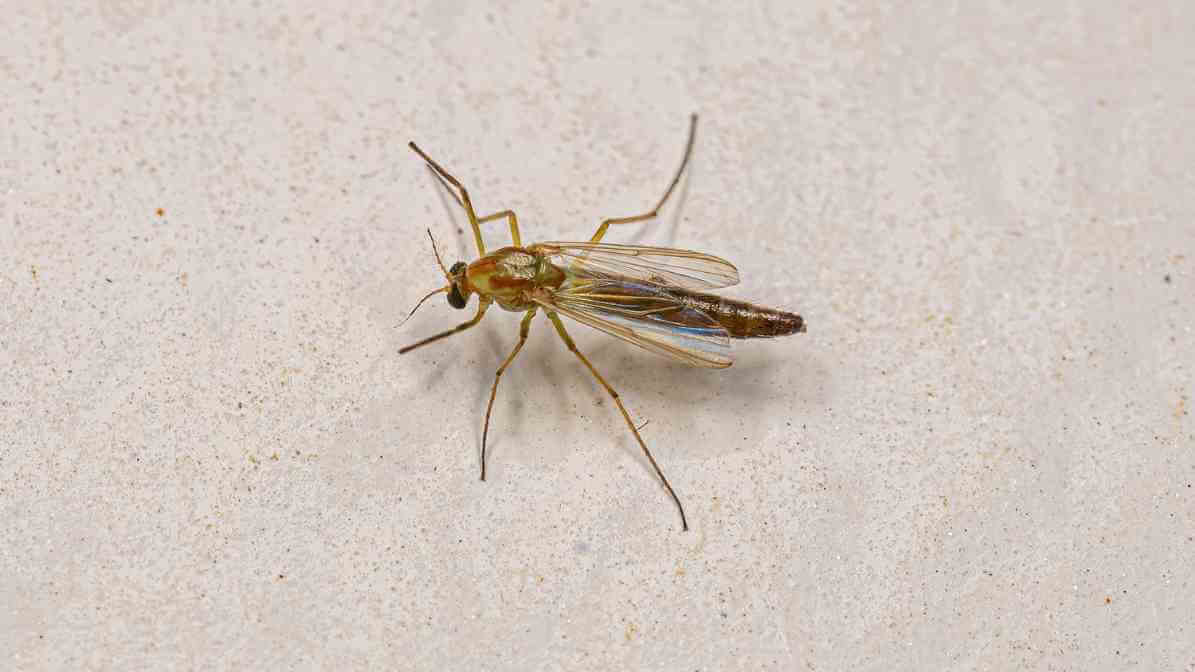 Difference Between Midges and Mosquito Effective Solutions - Size and Appearance