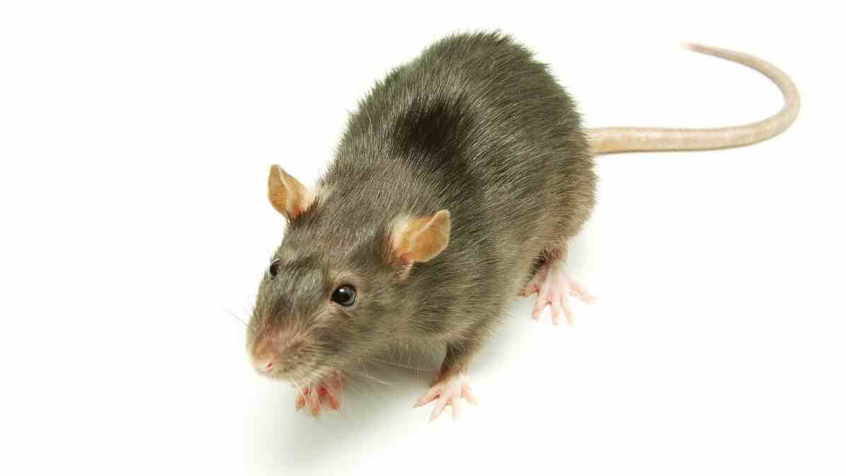 Difference Between Rats and Mice - Norway Rat