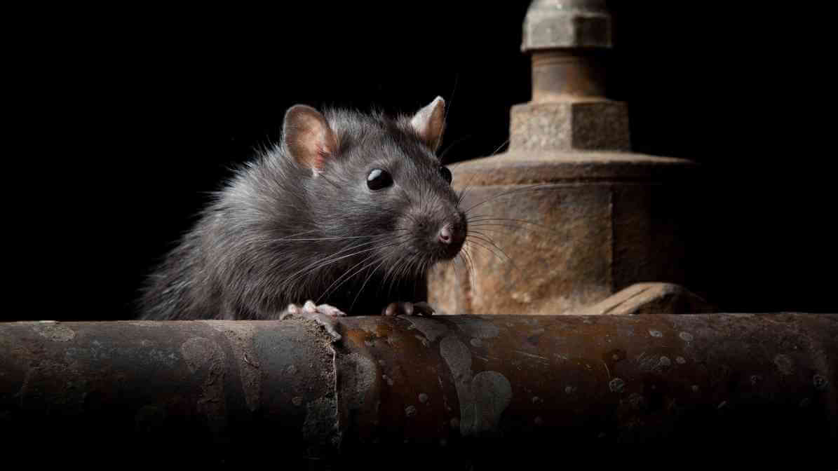 Difference Between Rats and Mice - Roof Rat