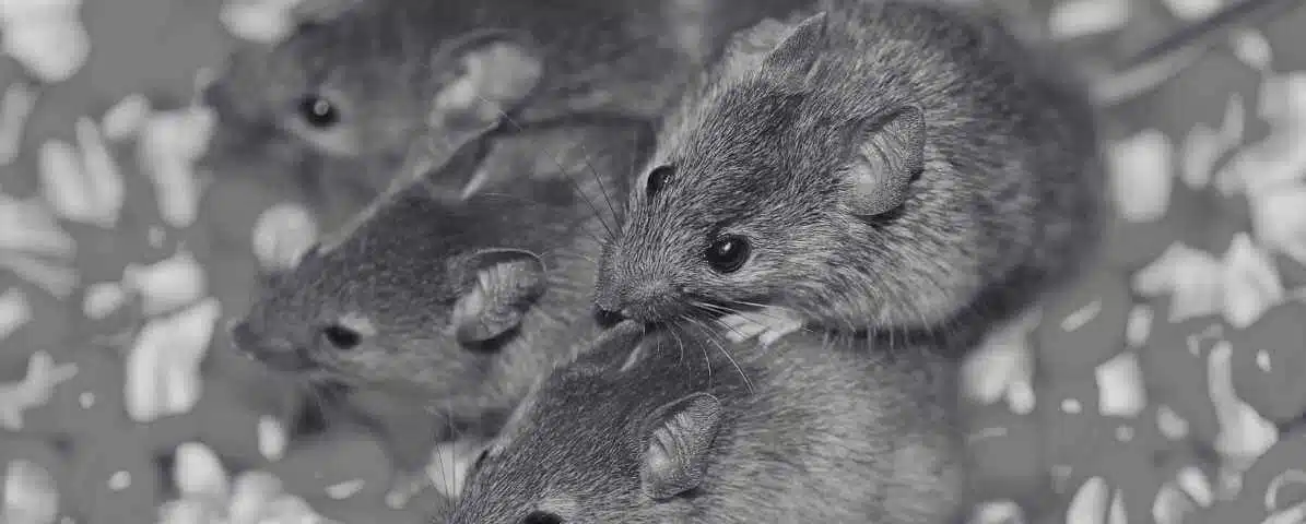 Difference Between Rats and Mice for Better Management
