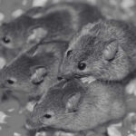 Difference Between Rats and Mice for Better Management - Innovative Pest Pte Ltd Difference Between Rats and Mice for Better Management