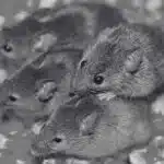 Difference Between Rats and Mice for Better Management