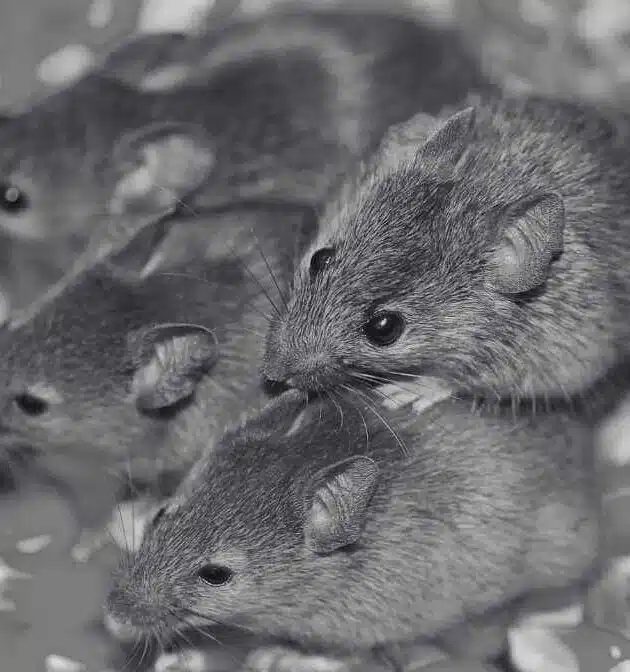 Difference Between Rats and Mice for Better Management