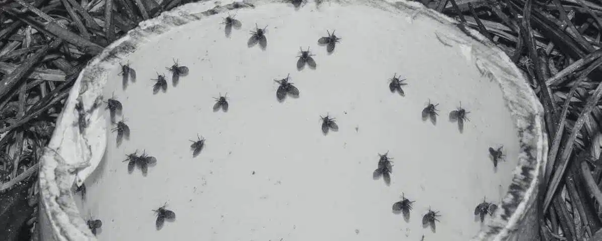 Drain Flies DIY Remedy for Homeowners and Businesses