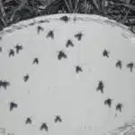 Drain Flies DIY Remedy for Homeowners and Businesses