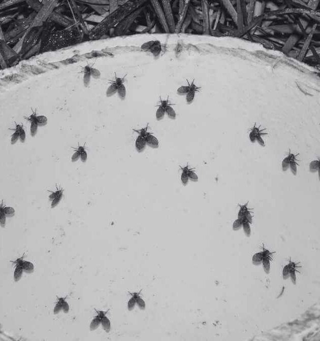 Drain Flies DIY Remedy for Homeowners and Businesses - Innovative Pest Pte Ltd Drain Flies DIY Remedy for Homeowners and Businesses