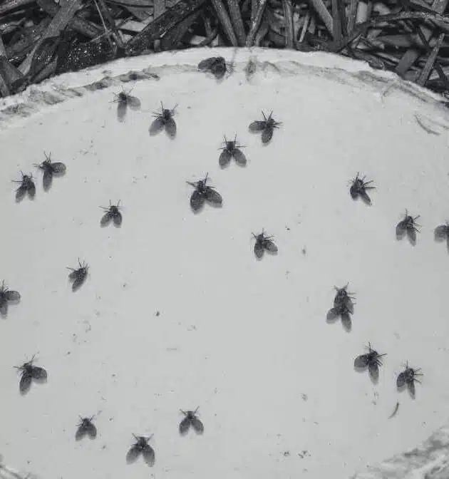 Drain Flies DIY Remedy for Homeowners and Businesses