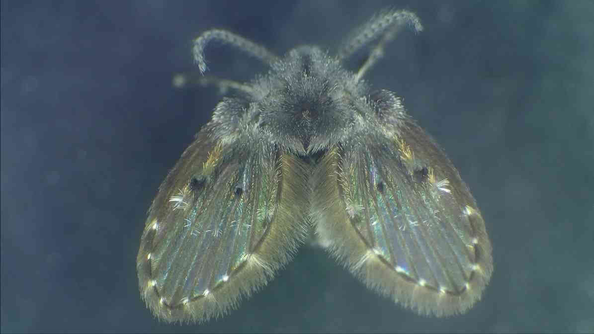 Drain Flies DIY Remedy for Homeowners and Businesses - A Musty Smell