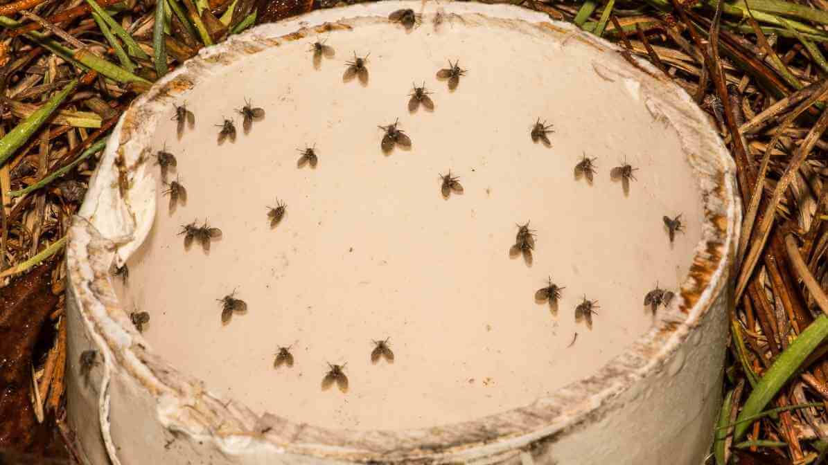 Drain Flies DIY Remedy for Homeowners and Businesses - Fly Activity