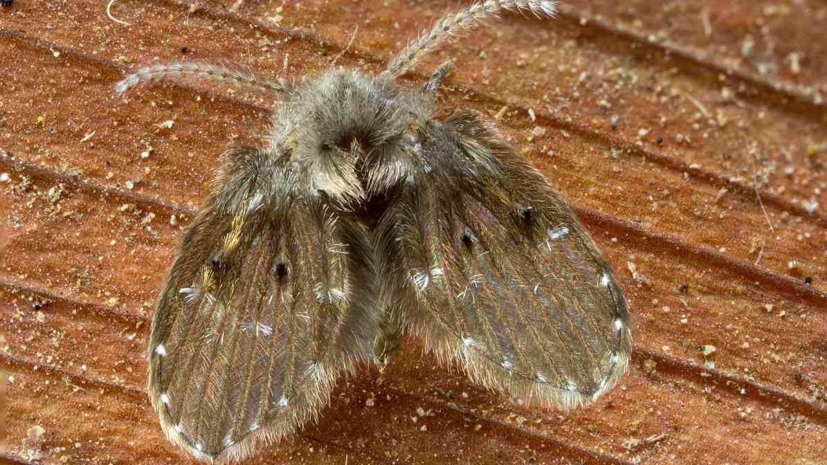 Drain Flies DIY Remedy for Homeowners and Businesses - Swarming Flies