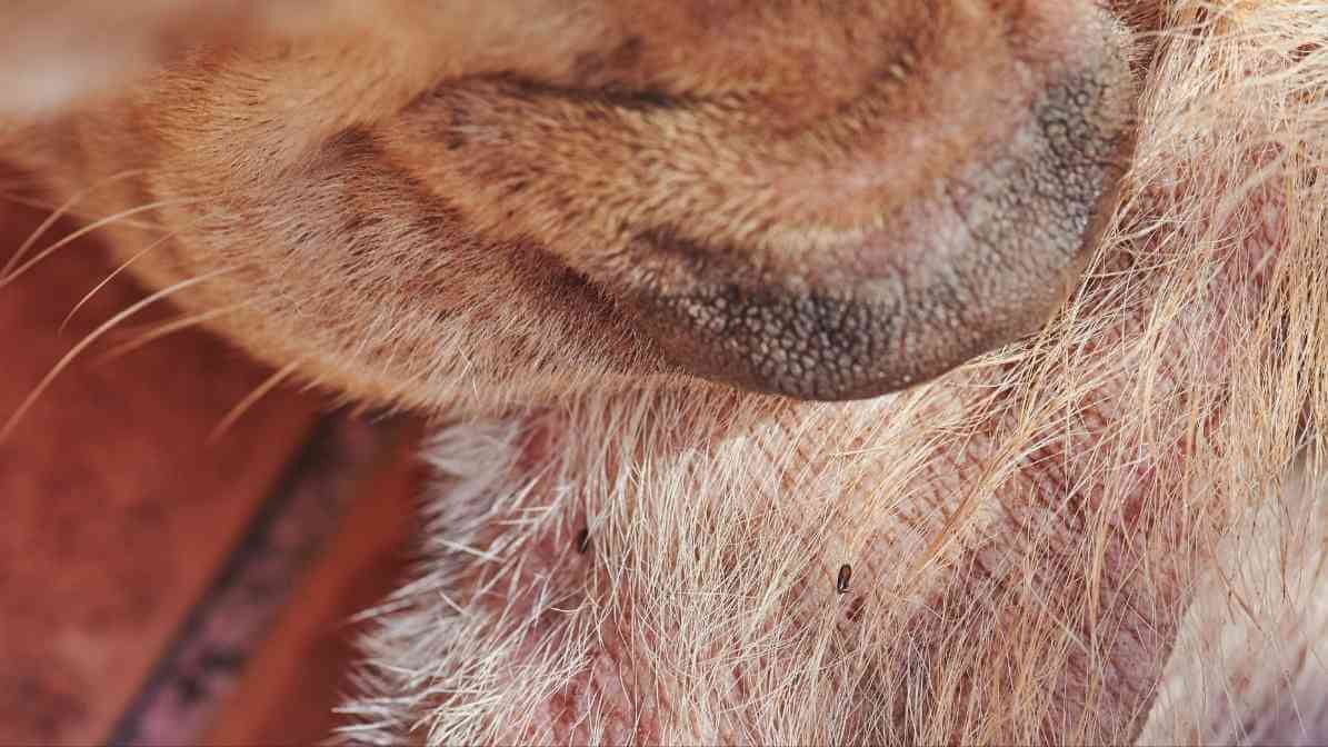 Flea Bites or Bed Bugs - Expert Guide to Identify Bites - Innovative Pest Pte Ltd Flea Bites or Bed Bugs - Expert Guide to Identify Bites