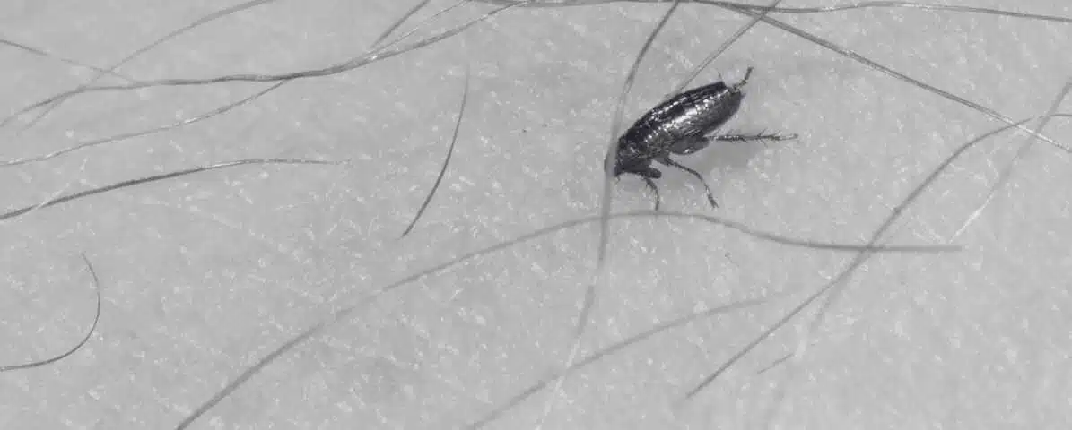 Flea Bites vs Bed Bug The Expert Guidance to Identification