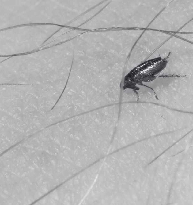 Flea Bites vs Bed Bug The Expert Guidance to Identification - Innovative Pest Pte Ltd Flea Bites vs Bed Bug The Expert Guidance to Identification