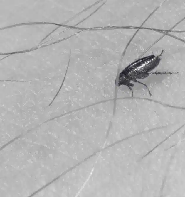 Flea Bites vs Bed Bug The Expert Guidance to Identification