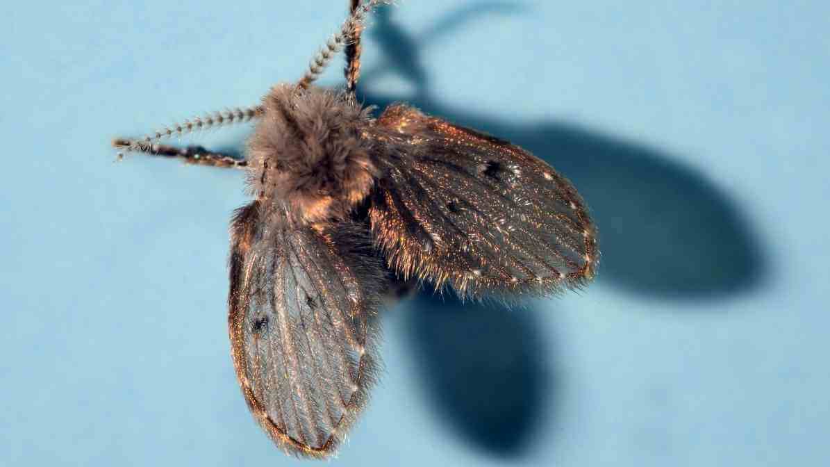 How to Get Rid of Adult Drain Flies