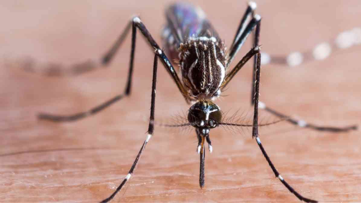 How to Identify Aedes Mosquito Aedes Aegypti Mosquito - Combating Dengue with Wolbachia - Innovative Pest Pte Ltd How to Identify Aedes Mosquito Aedes Aegypti Mosquito - Combating Dengue with Wolbachia