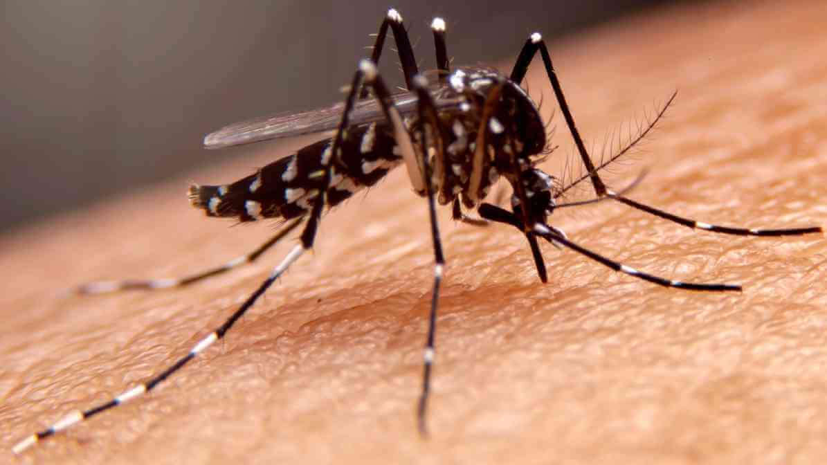 How to Identify Aedes Mosquito Aedes Aegypti Mosquito - Dengue Fever Fatality - Innovative Pest Pte Ltd How to Identify Aedes Mosquito Aedes Aegypti Mosquito - Dengue Fever Fatality