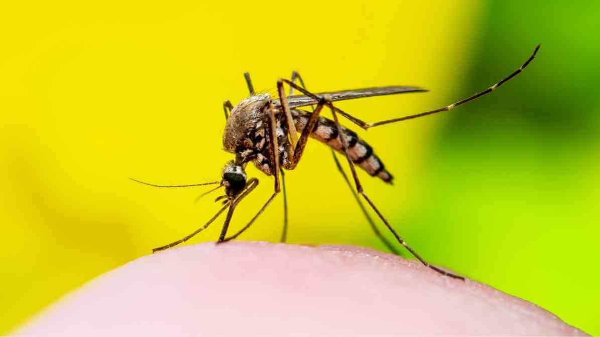 How to Identify Aedes Mosquito Aedes Aegypti Mosquito - Transmission of Dengue Virus - Innovative Pest Pte Ltd How to Identify Aedes Mosquito Aedes Aegypti Mosquito - Transmission of Dengue Virus