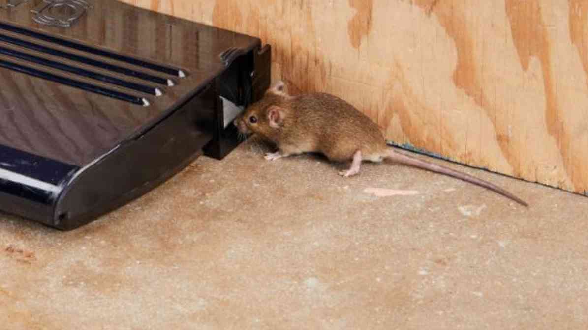 InnoTrap Precision Sensor Best Rodent Trapper Technology - Smart Rodent Sensor - Rodent Trap Sensor in Singapore - Innovative Pest Pte Ltd InnoTrap Precision Sensor Best Rodent Trapper Technology - Smart Rodent Sensor - Rodent Trap Sensor in Singapore