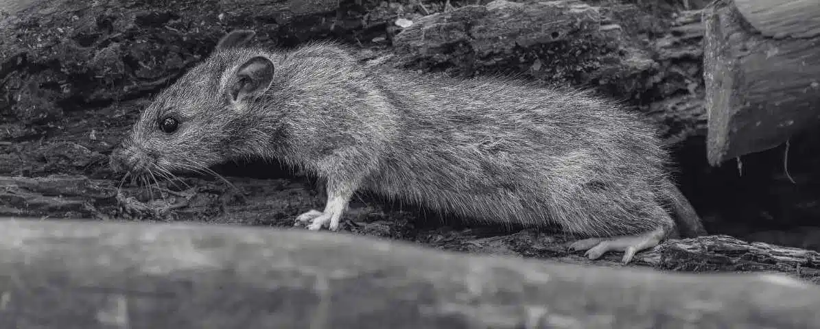 Is Rat Bite Dangerous to Human | Do Rat Bite Cause Rabies